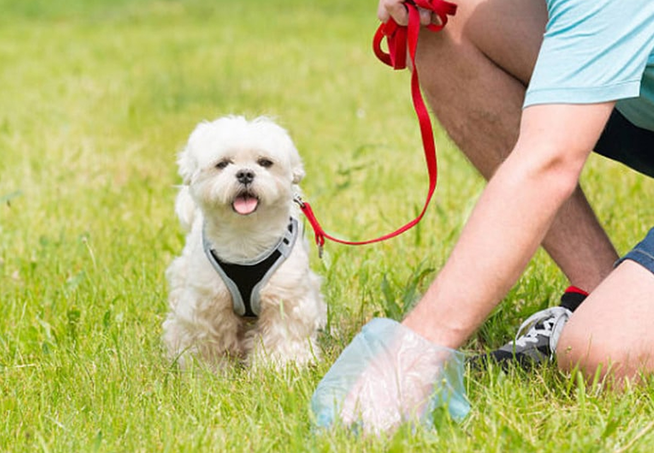 Dog on a leash
